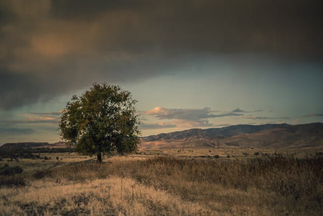 A Day with Jesus in the Wilderness